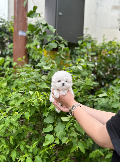 Mini Bichon Frise - Joy(Male) - Beautiful puppy teacup puppy with adorable features available for adoption from Velydog