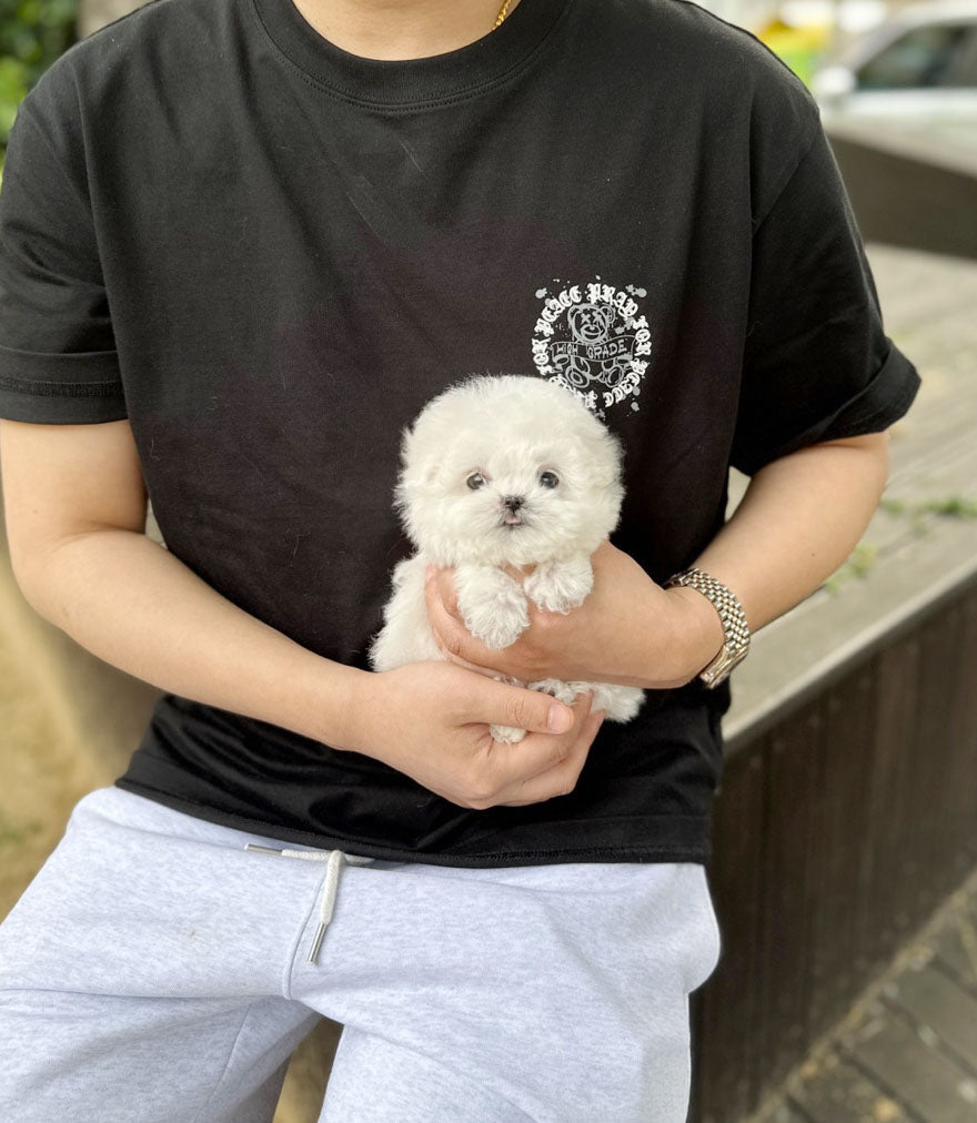 Mini Bichon Frise - Joy(Male) - Beautiful puppy teacup puppy with adorable features available for adoption from Velydog