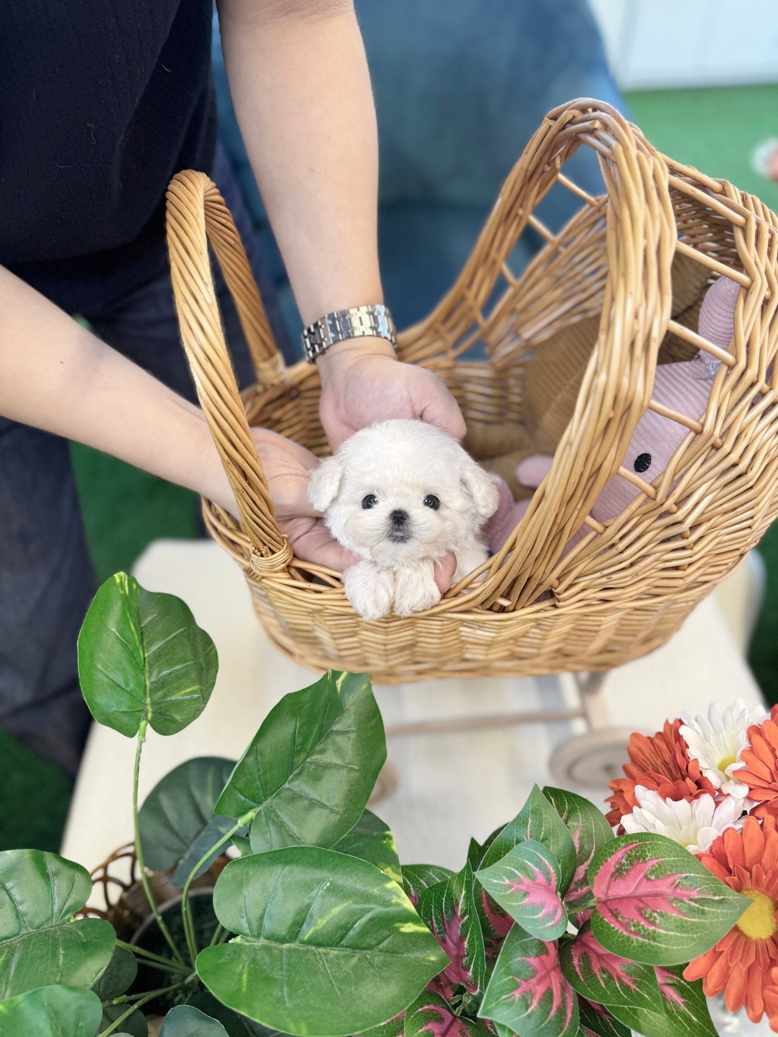 Mini Bichon Frise - Kamyu(Female) - Beautiful puppy teacup puppy with adorable features available for adoption from Velydog