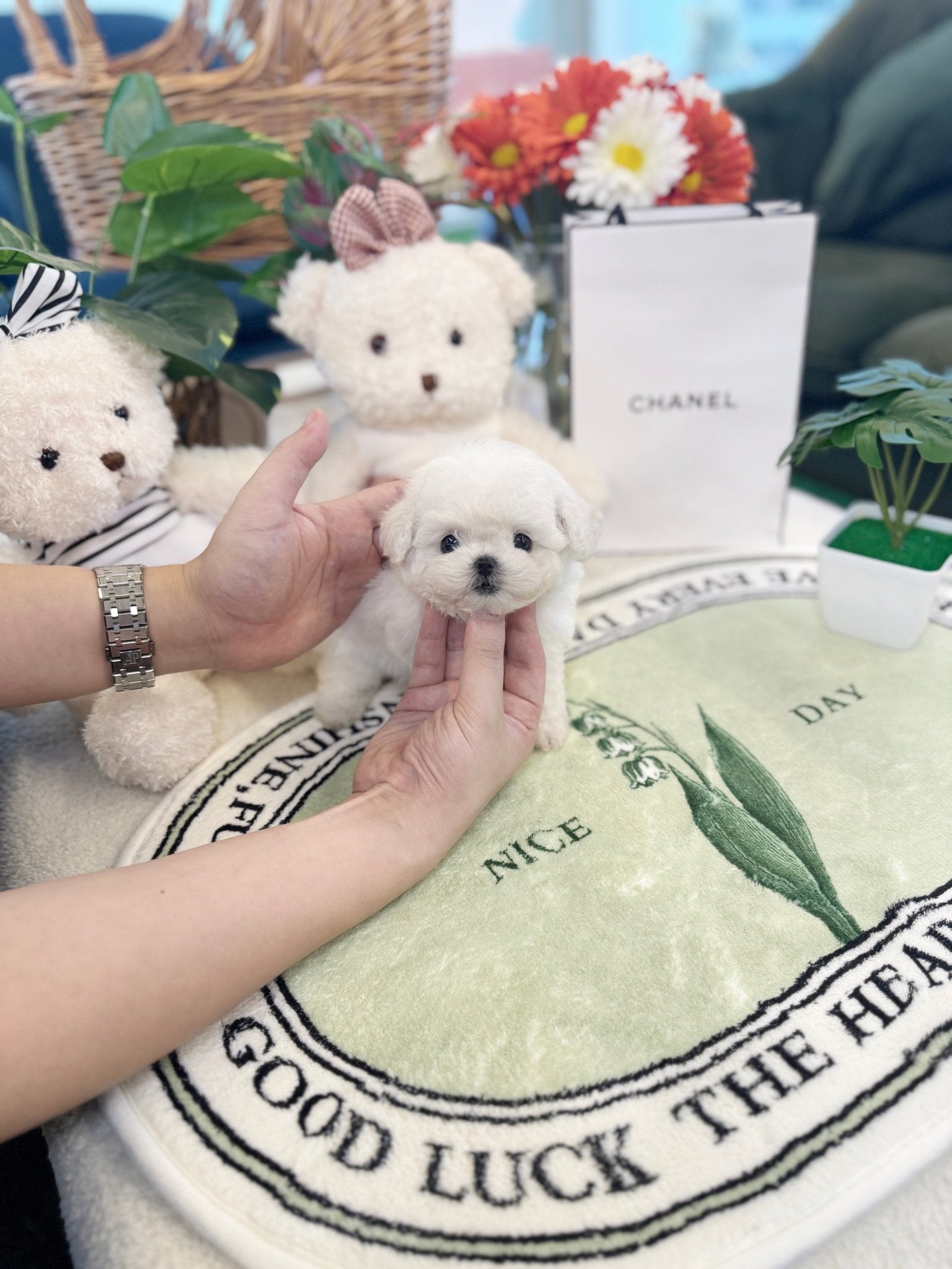 Mini Bichon Frise - Kamyu(Female) - Beautiful puppy teacup puppy with adorable features available for adoption from Velydog