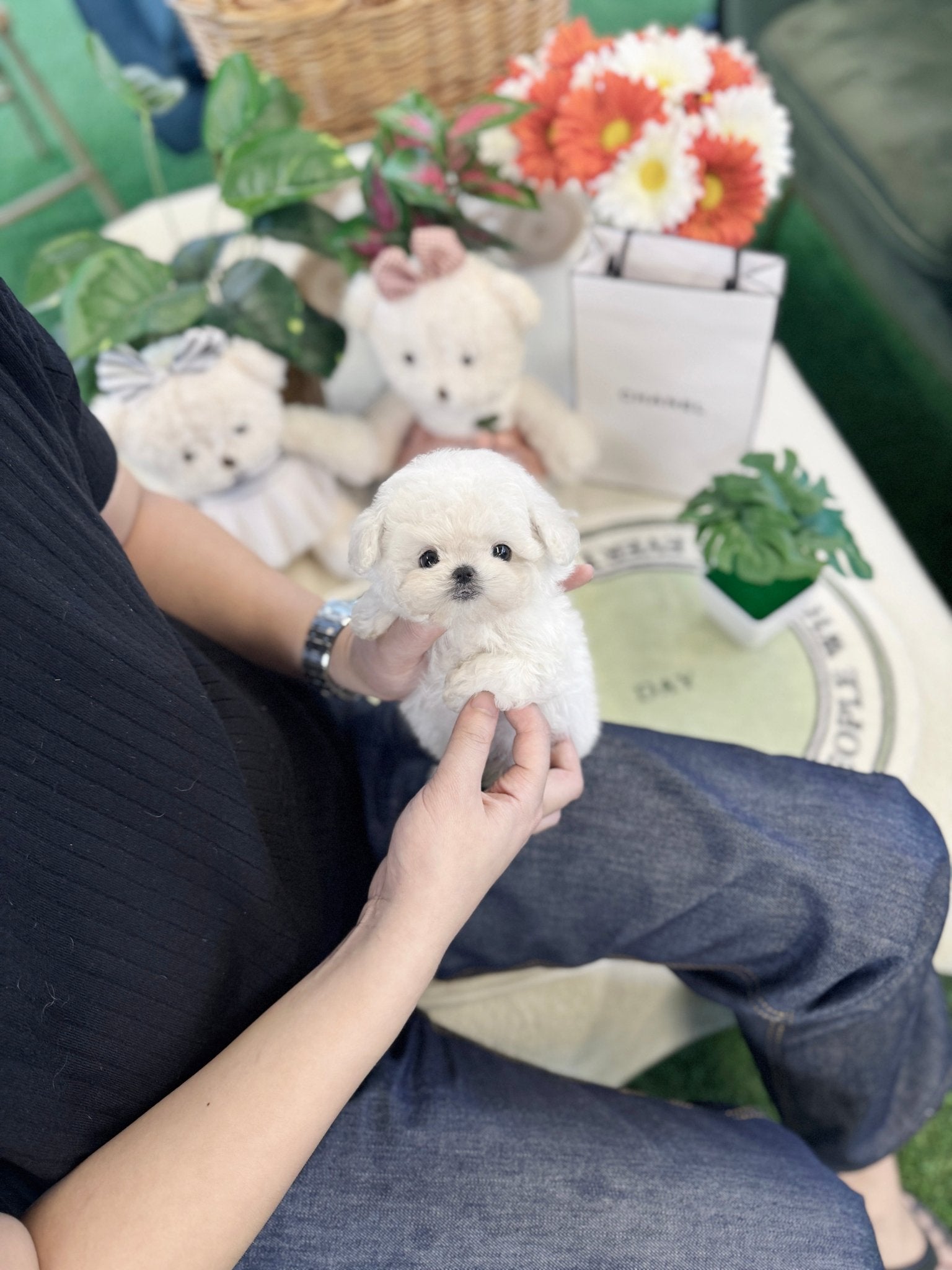 Mini Bichon Frise - Kamyu(Female) - Beautiful puppy teacup puppy with adorable features available for adoption from Velydog