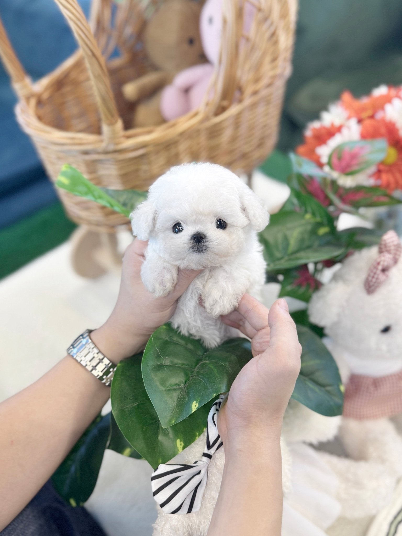 Mini Bichon Frise - Kamyu(Female) - Beautiful puppy teacup puppy with adorable features available for adoption from Velydog