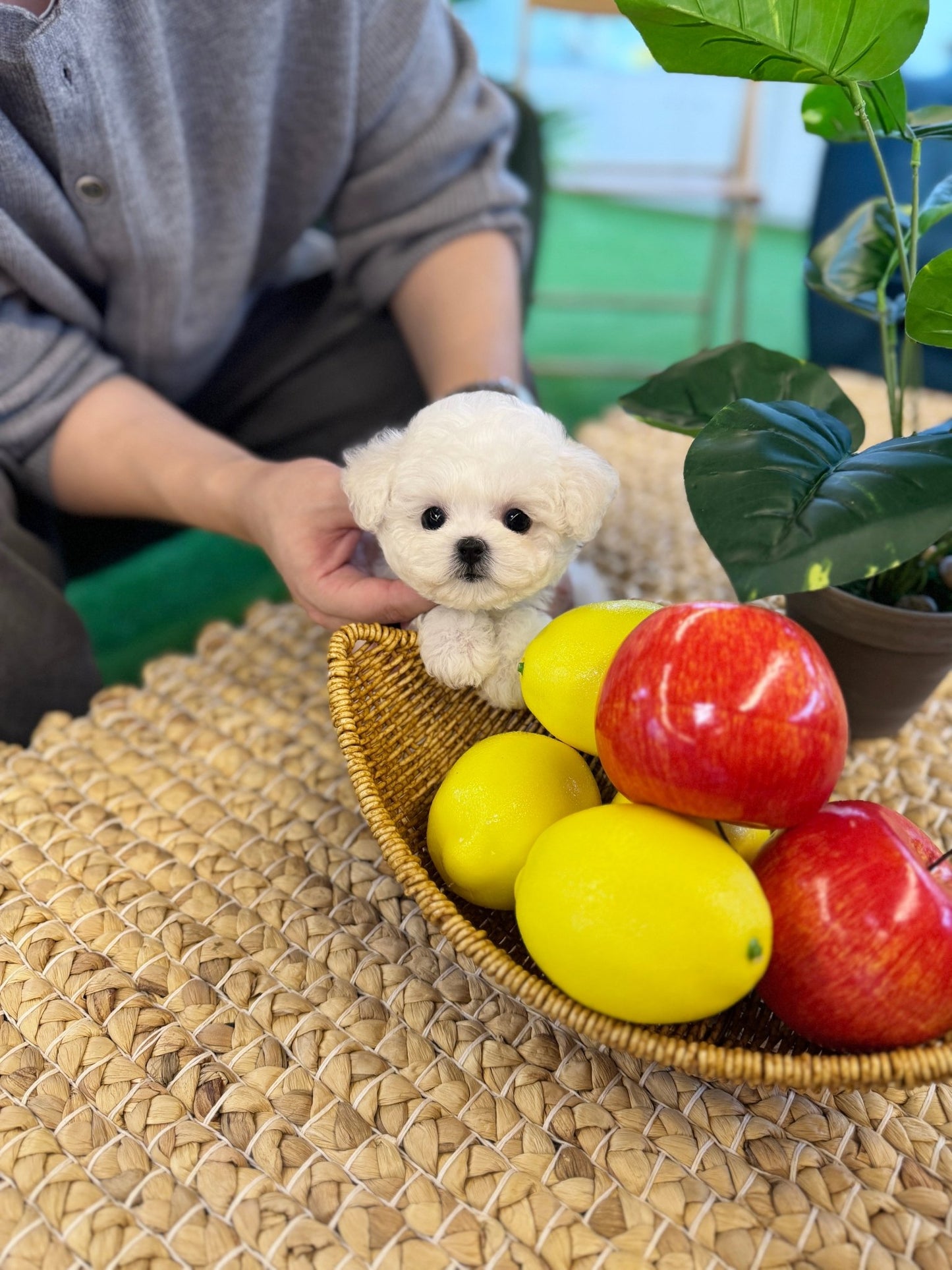 Mini Bichon Frise - Moana(Female) - Beautiful puppy teacup puppy with adorable features available for adoption from Velydog