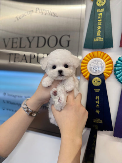 Mini Bichon Frise - Moana(Female) - Beautiful puppy teacup puppy with adorable features available for adoption from Velydog