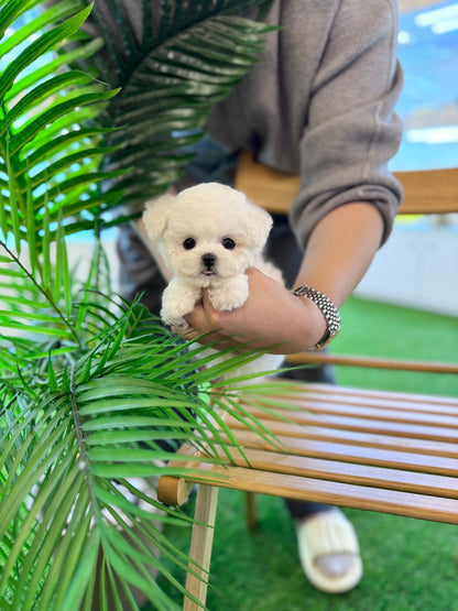 Mini Bichon Frise - Moana(Female) - Beautiful puppy teacup puppy with adorable features available for adoption from Velydog