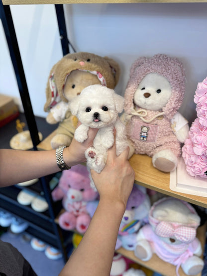 Mini Bichon Frise - Moana(Female) - Beautiful puppy teacup puppy with adorable features available for adoption from Velydog