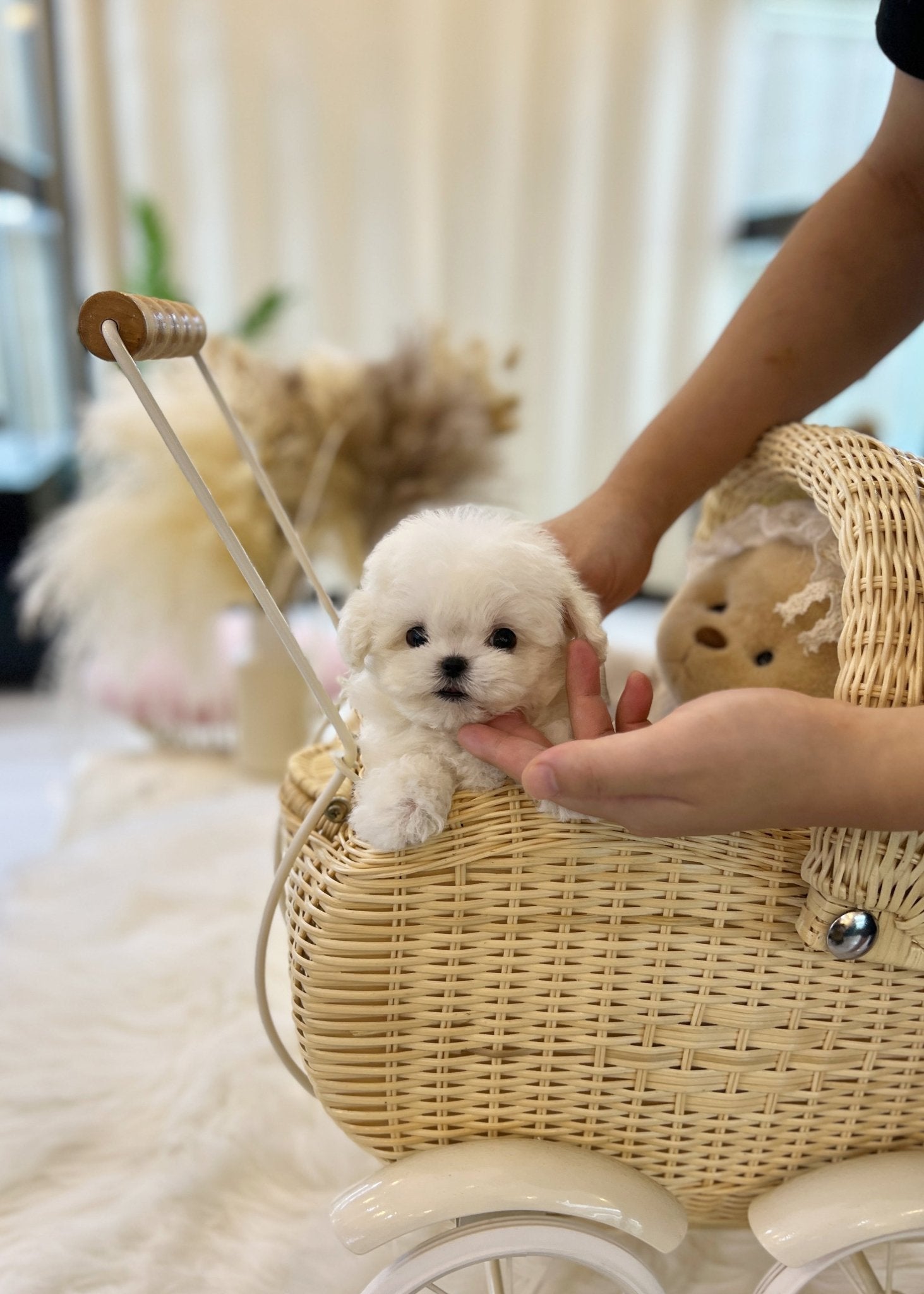 Mini Bichon Frise - Mongshell(Male) - Beautiful puppy teacup puppy with adorable features available for adoption from Velydog