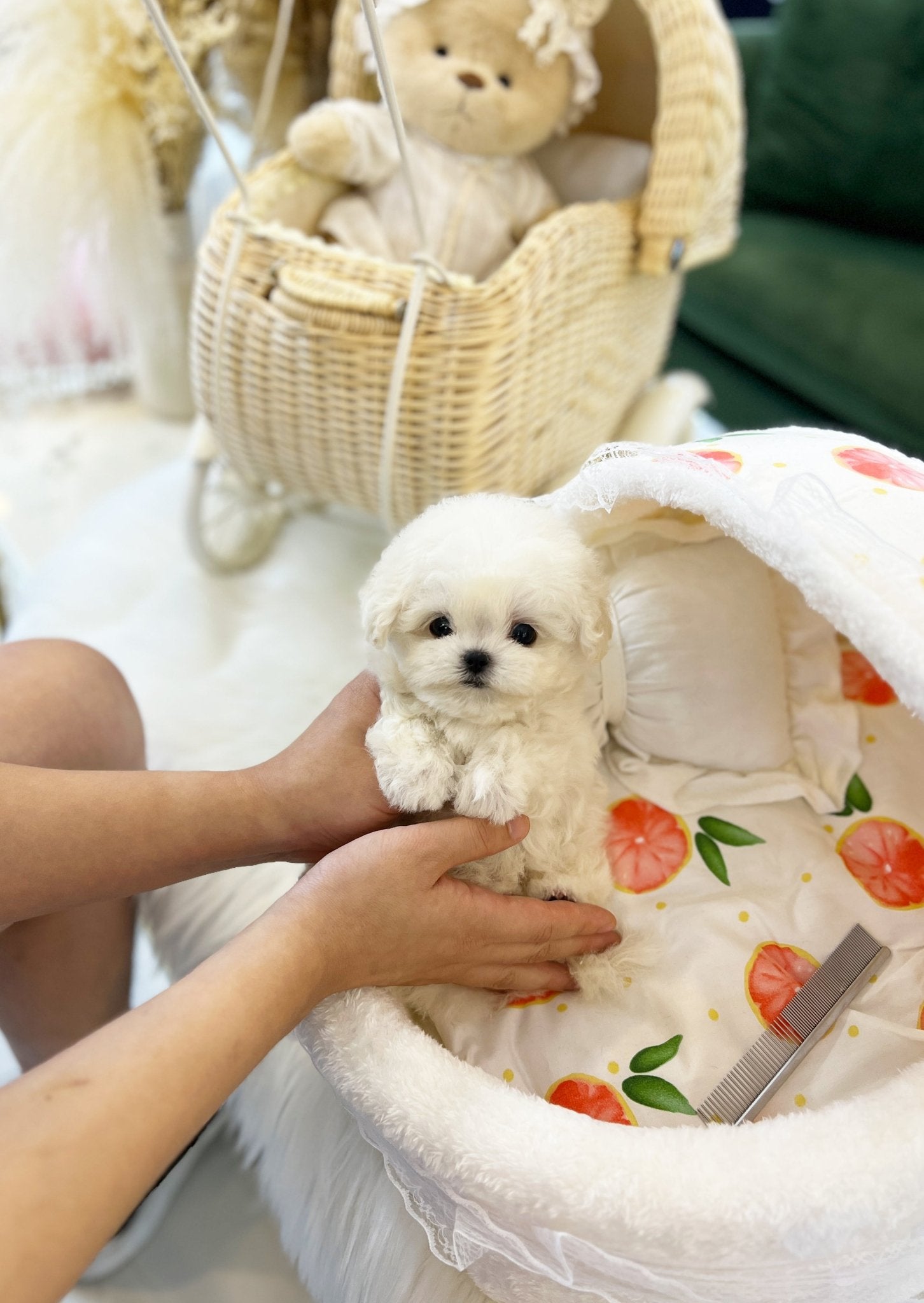 Mini Bichon Frise - Mongshell(Male) - Beautiful puppy teacup puppy with adorable features available for adoption from Velydog