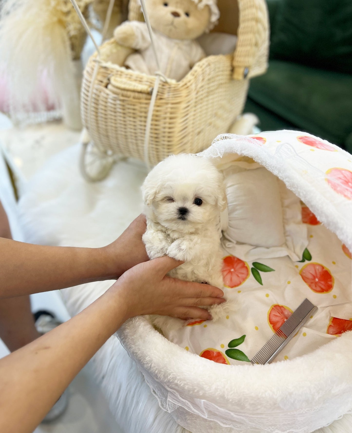 Mini Bichon Frise - Mongshell(Male) - Beautiful puppy teacup puppy with adorable features available for adoption from Velydog