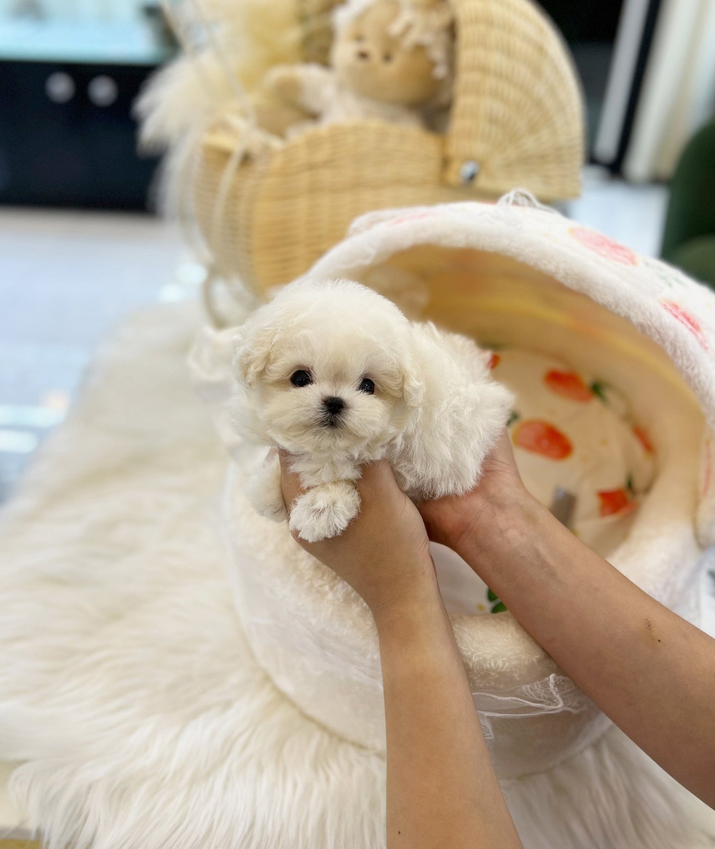 Mini Bichon Frise - Mongshell(Male) - Beautiful puppy teacup puppy with adorable features available for adoption from Velydog