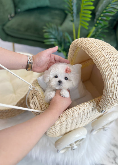 Mini Bichon Frise - Rosie(Female) - Beautiful puppy teacup puppy with adorable features available for adoption from Velydog