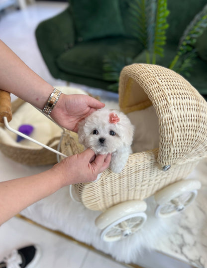 Mini Bichon Frise - Rosie(Female) - Beautiful puppy teacup puppy with adorable features available for adoption from Velydog