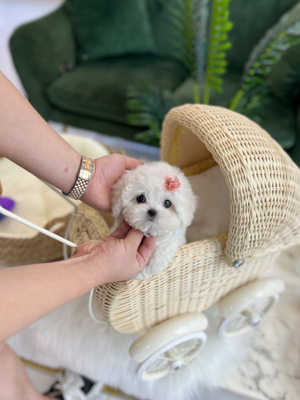 Mini Bichon Frise - Rosie(Female) - Beautiful puppy teacup puppy with adorable features available for adoption from Velydog