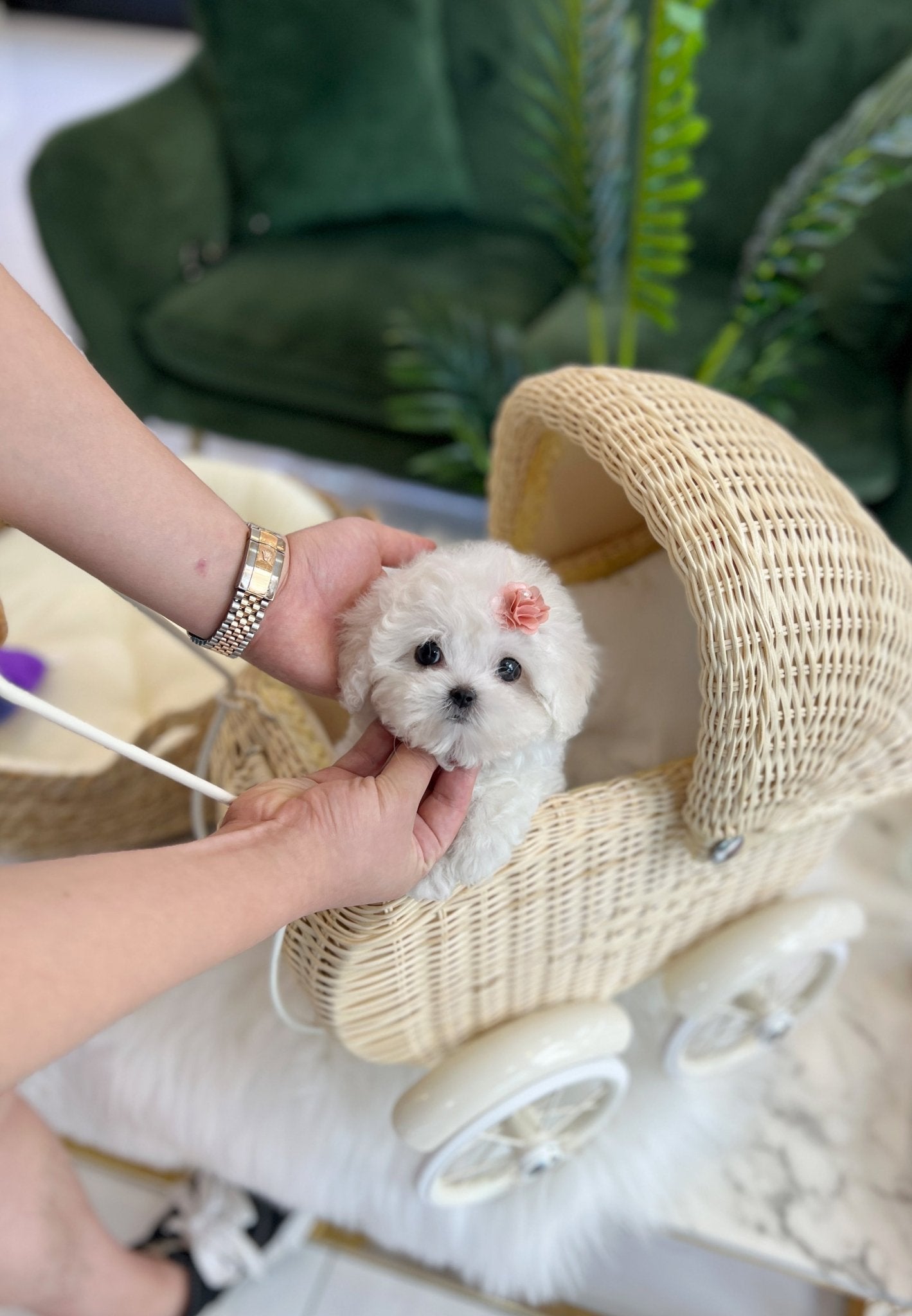 Mini Bichon Frise - Rosie(Female) - Beautiful puppy teacup puppy with adorable features available for adoption from Velydog