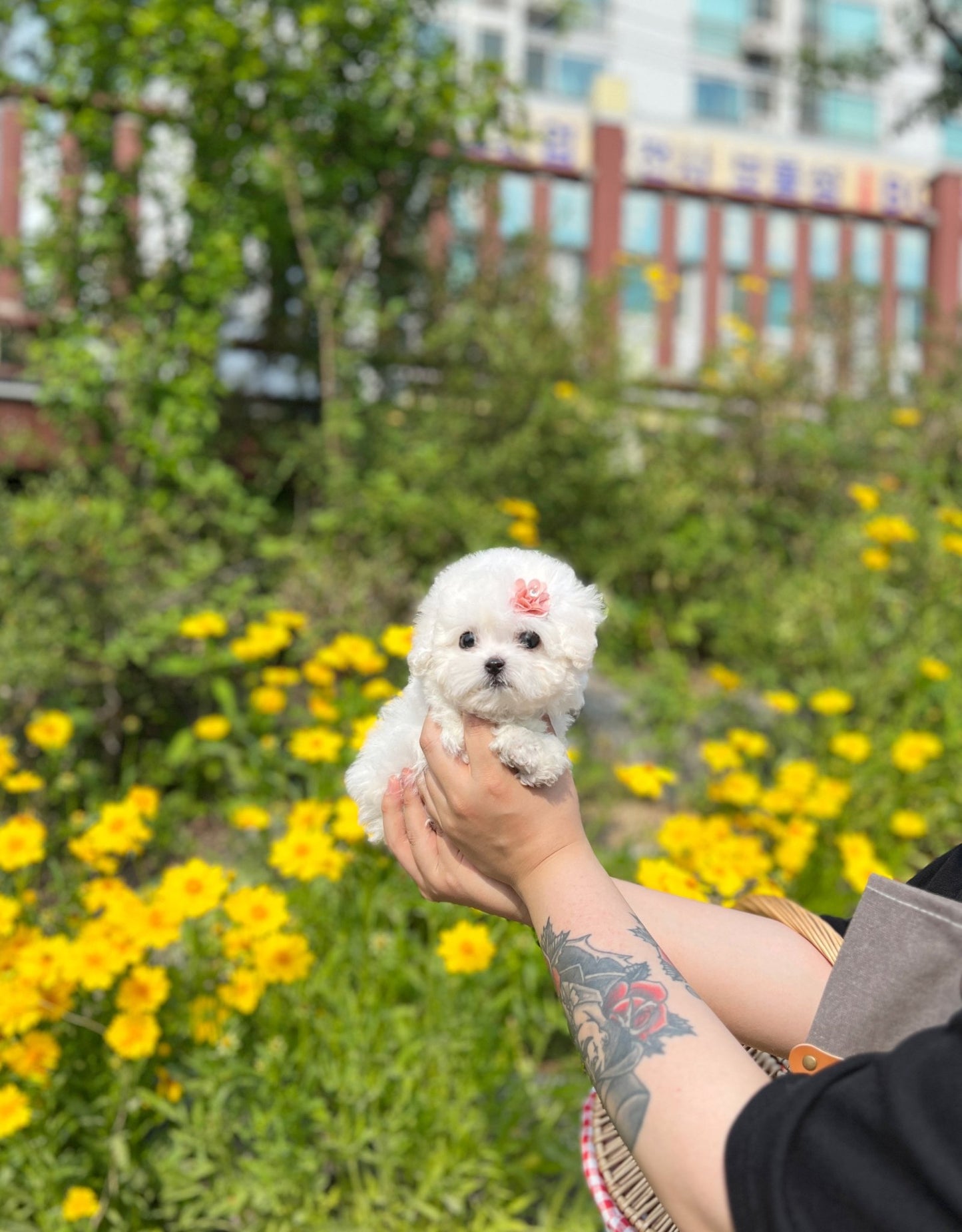 Mini Bichon Frise - Rosie(Female) - Beautiful puppy teacup puppy with adorable features available for adoption from Velydog