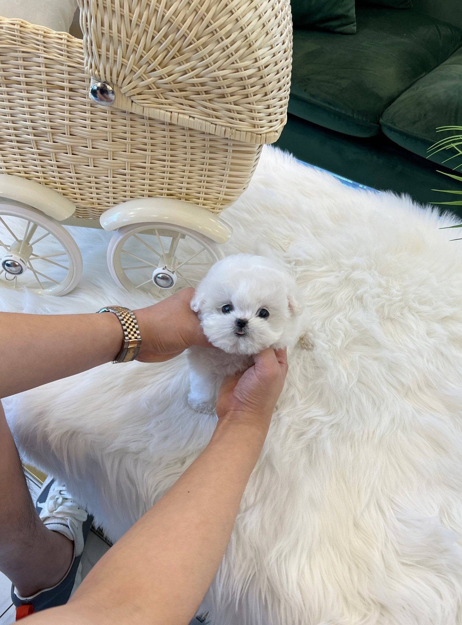 Mini Bichon Frise - Rover(Male) - Beautiful puppy teacup puppy with adorable features available for adoption from Velydog