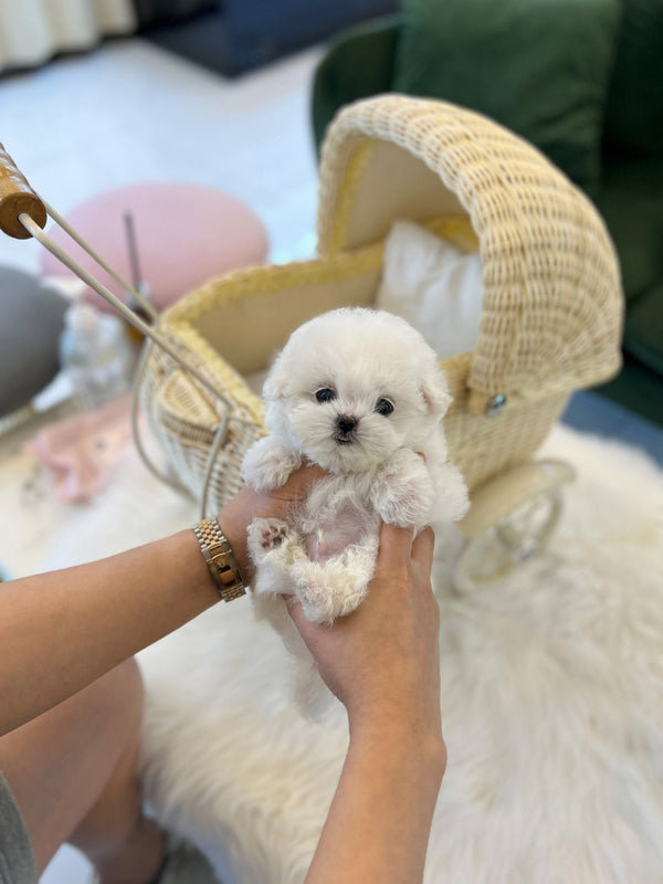 Mini Bichon Frise - Rover(Male) - Beautiful puppy teacup puppy with adorable features available for adoption from Velydog