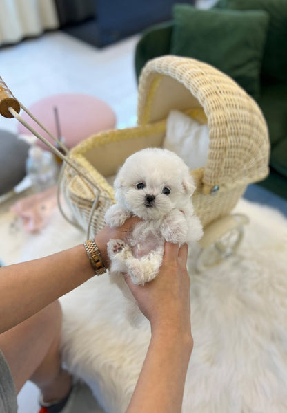 Mini Bichon Frise - Rover(Male) - Beautiful puppy teacup puppy with adorable features available for adoption from Velydog