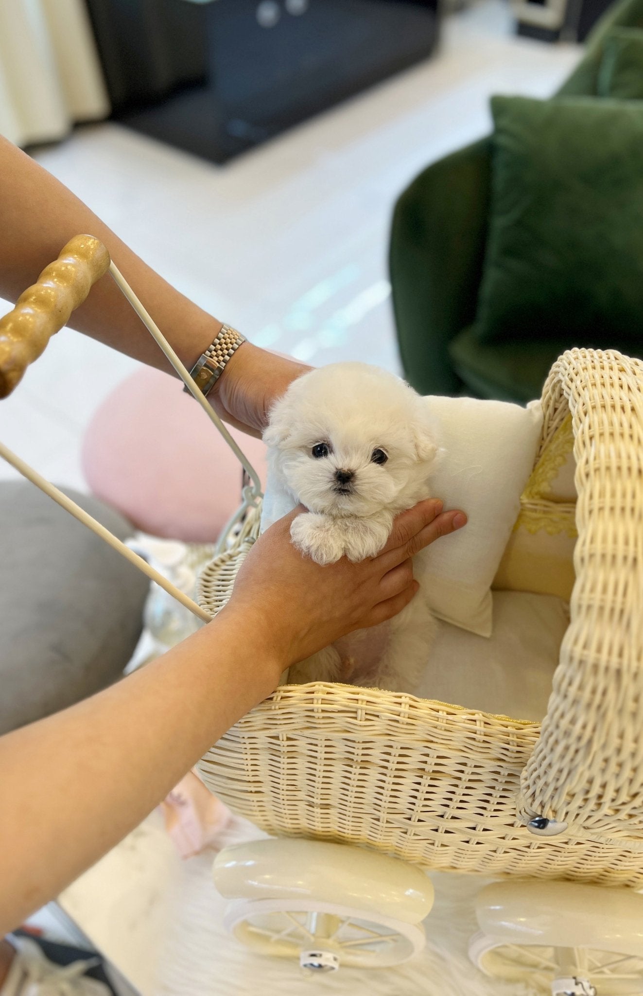 Mini Bichon Frise - Rover(Male) - Beautiful puppy teacup puppy with adorable features available for adoption from Velydog