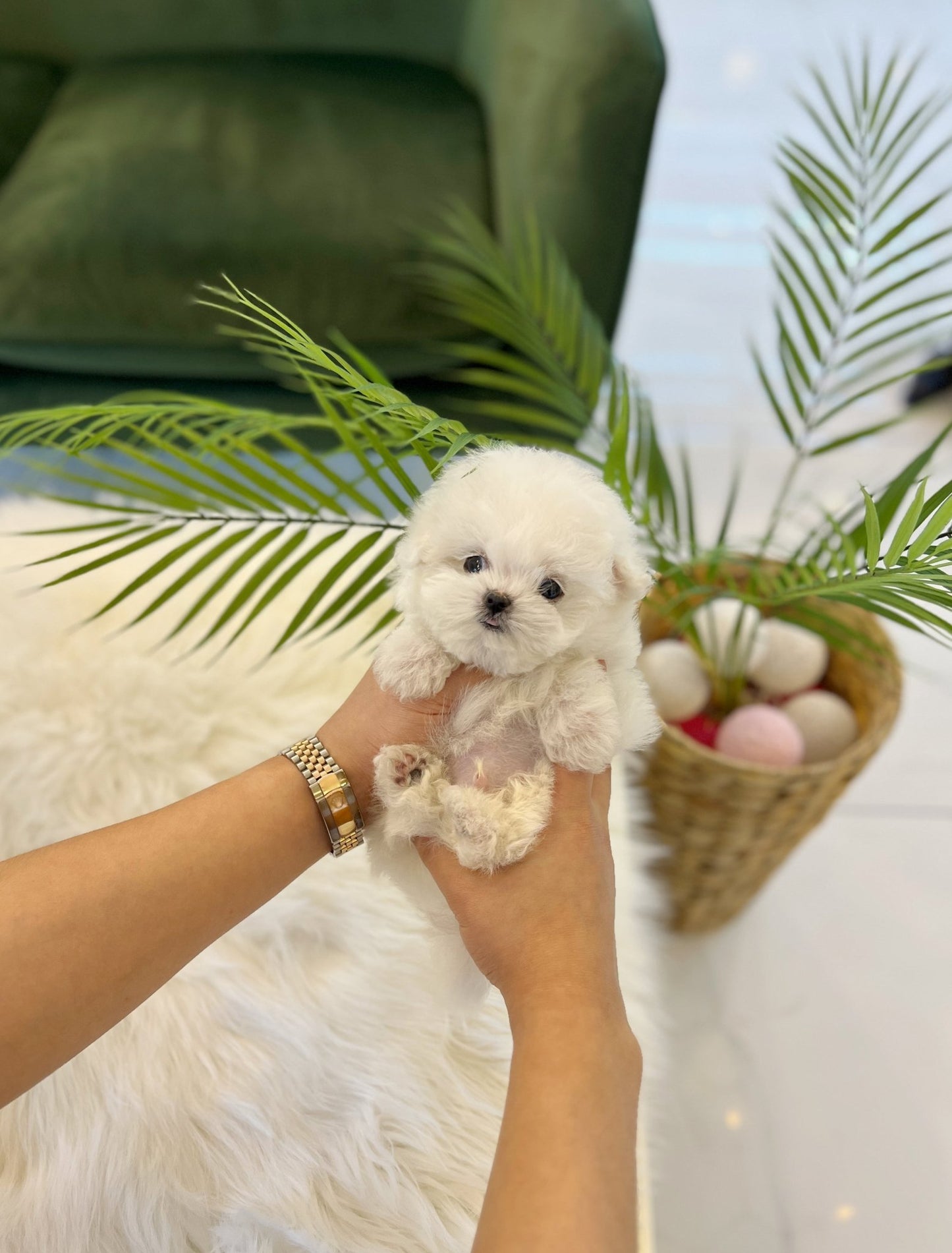 Mini Bichon Frise - Rover(Male) - Beautiful puppy teacup puppy with adorable features available for adoption from Velydog