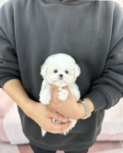 Mini Bichon Frise - Soyul(Female) - Beautiful puppy teacup puppy with adorable features available for adoption from Velydog