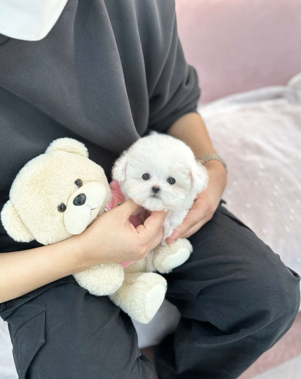 Mini Bichon Frise - Soyul(Female) - Beautiful puppy teacup puppy with adorable features available for adoption from Velydog