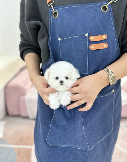 Mini Bichon Frise - Soyul(Female) - Beautiful puppy teacup puppy with adorable features available for adoption from Velydog