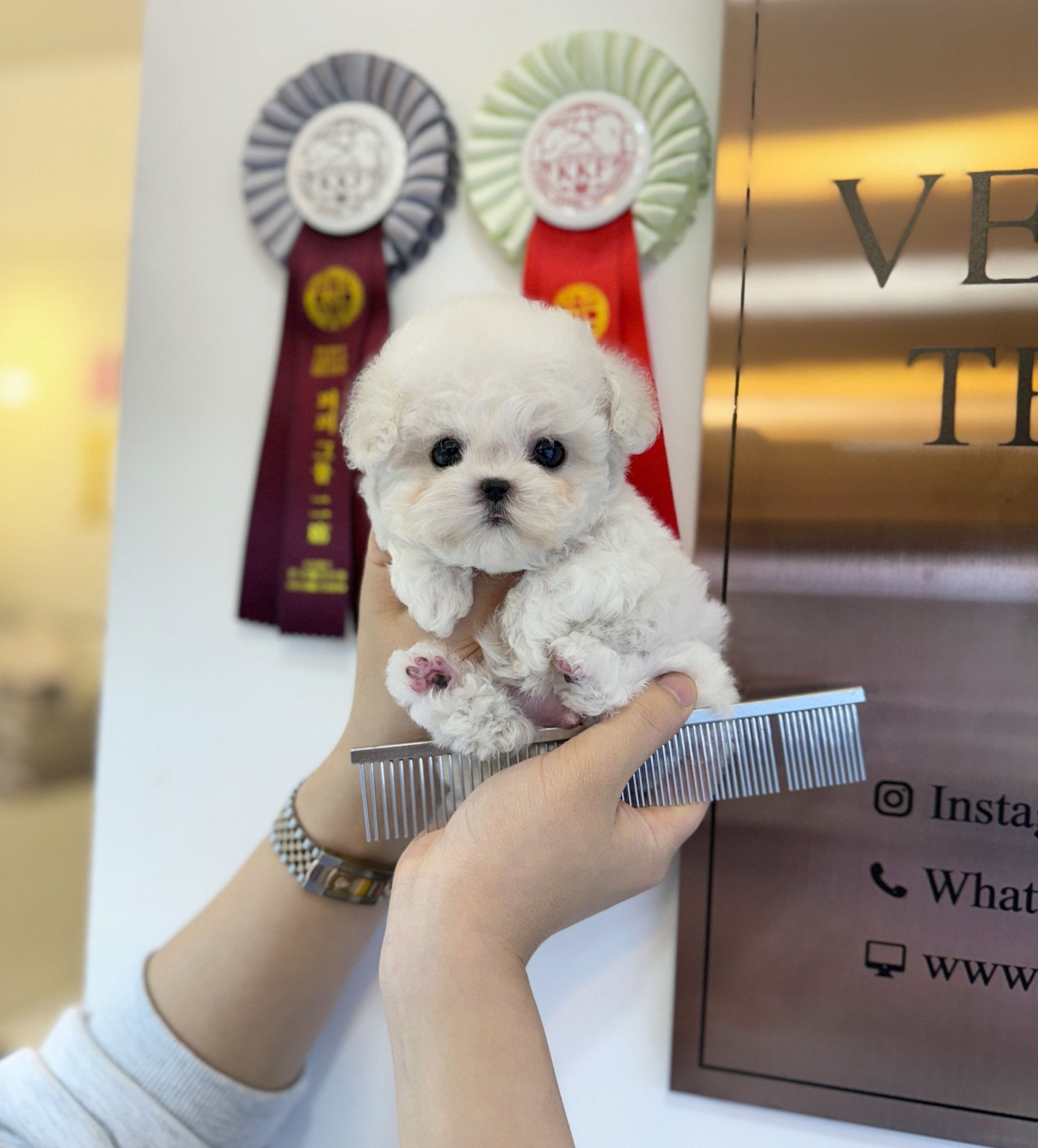 Mini Bichon Frise - Tofu(Male) - Beautiful puppy teacup puppy with adorable features available for adoption from Velydog