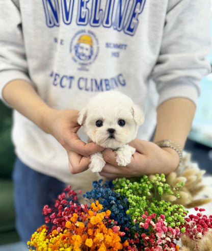 Mini Bichon Frise - Tofu(Male) - Beautiful puppy teacup puppy with adorable features available for adoption from Velydog