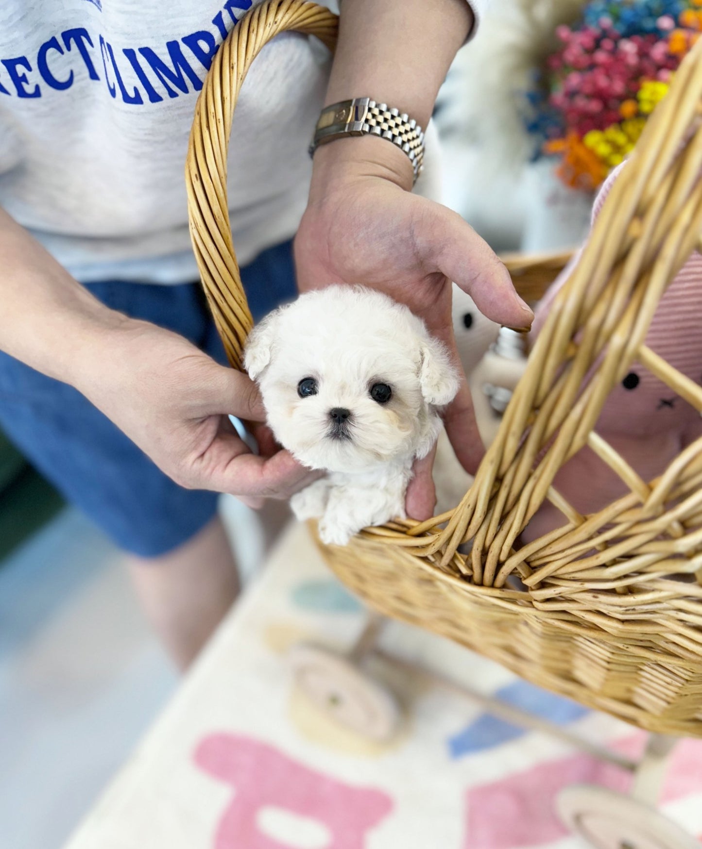 Mini Bichon Frise - Tofu(Male) - Beautiful puppy teacup puppy with adorable features available for adoption from Velydog