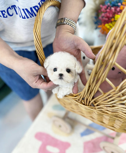 Mini Bichon Frise - Tofu(Male) - Beautiful puppy teacup puppy with adorable features available for adoption from Velydog