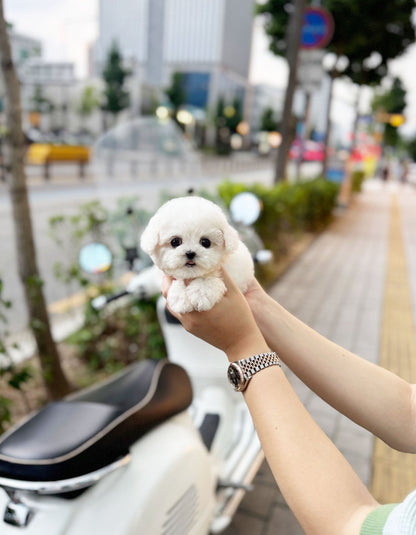 Mini Bichon Frise - Totoro(Male) - Beautiful puppy teacup puppy with adorable features available for adoption from Velydog