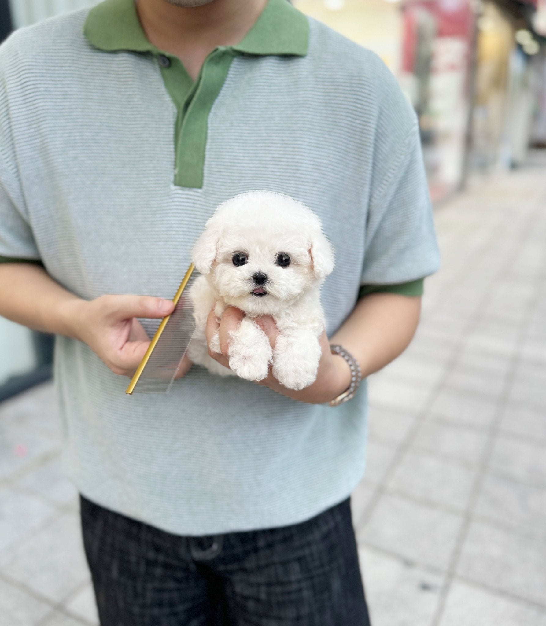 Mini Bichon Frise - Totoro(Male) - Beautiful puppy teacup puppy with adorable features available for adoption from Velydog