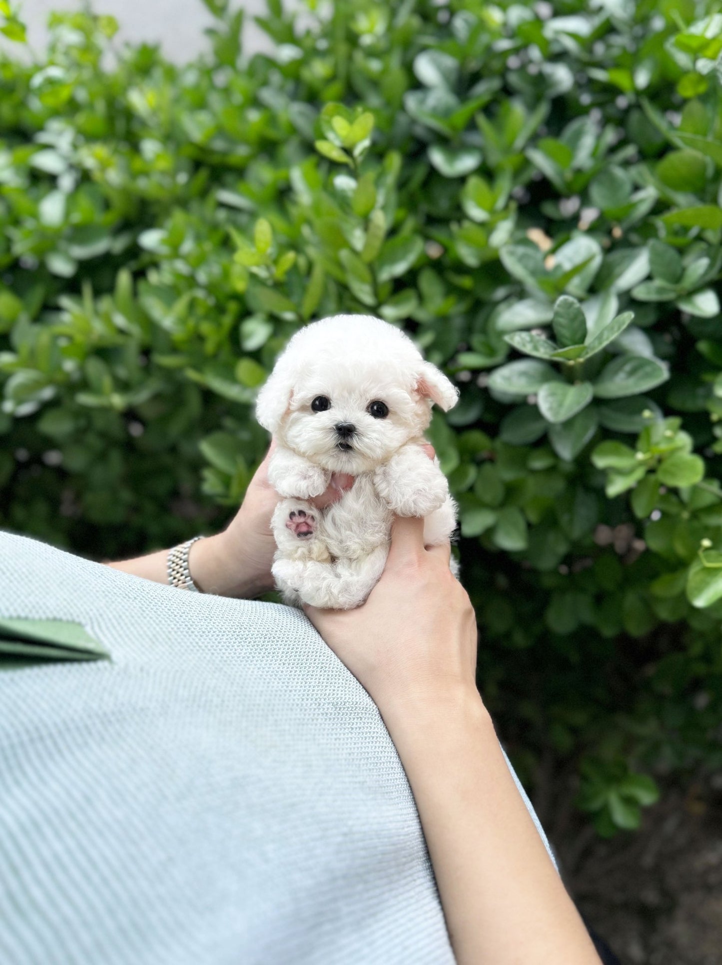 Mini Bichon Frise - Totoro(Male) - Beautiful puppy teacup puppy with adorable features available for adoption from Velydog