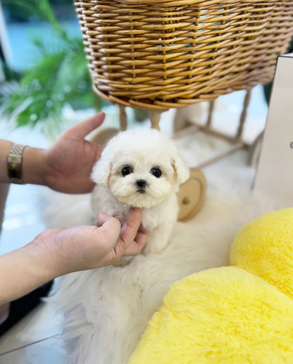 Mini Bichon Frise - Totoro(Male) - Beautiful puppy teacup puppy with adorable features available for adoption from Velydog