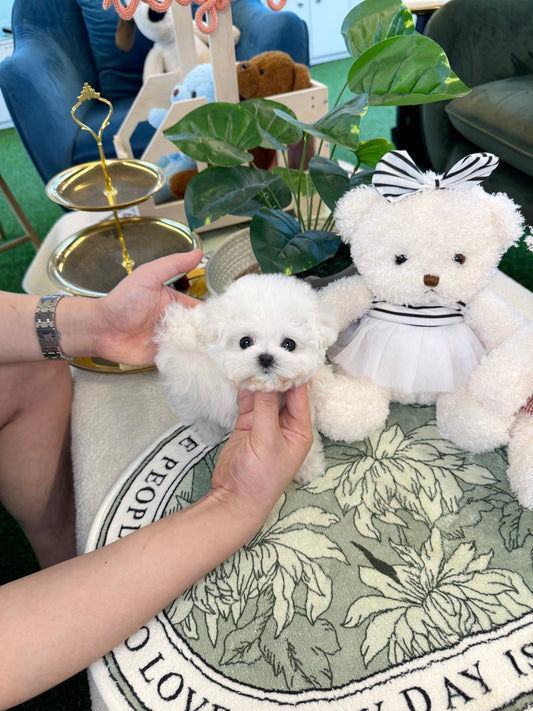 Mini Bichon Frise - Vada(Female) - Beautiful puppy teacup puppy with adorable features available for adoption from Velydog