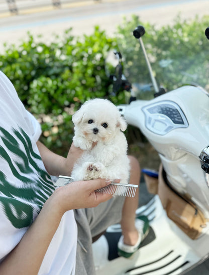 Mini Bichon Frise - Wally(Female) - Beautiful puppy teacup puppy with adorable features available for adoption from Velydog