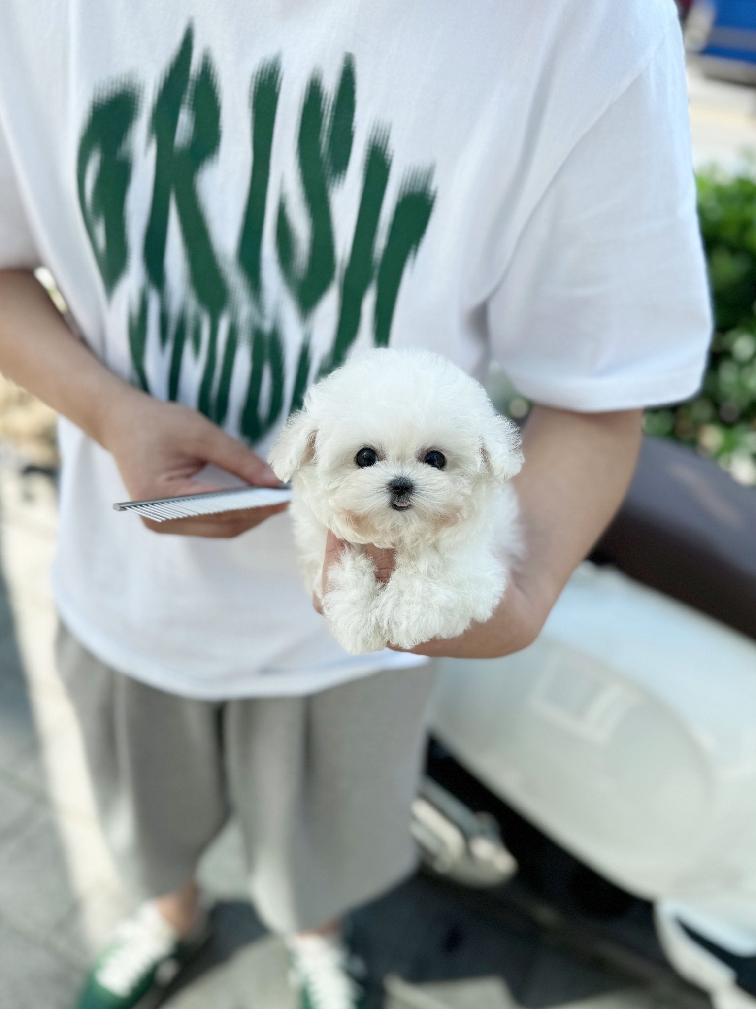 Mini Bichon Frise - Wally(Female) - Beautiful puppy teacup puppy with adorable features available for adoption from Velydog