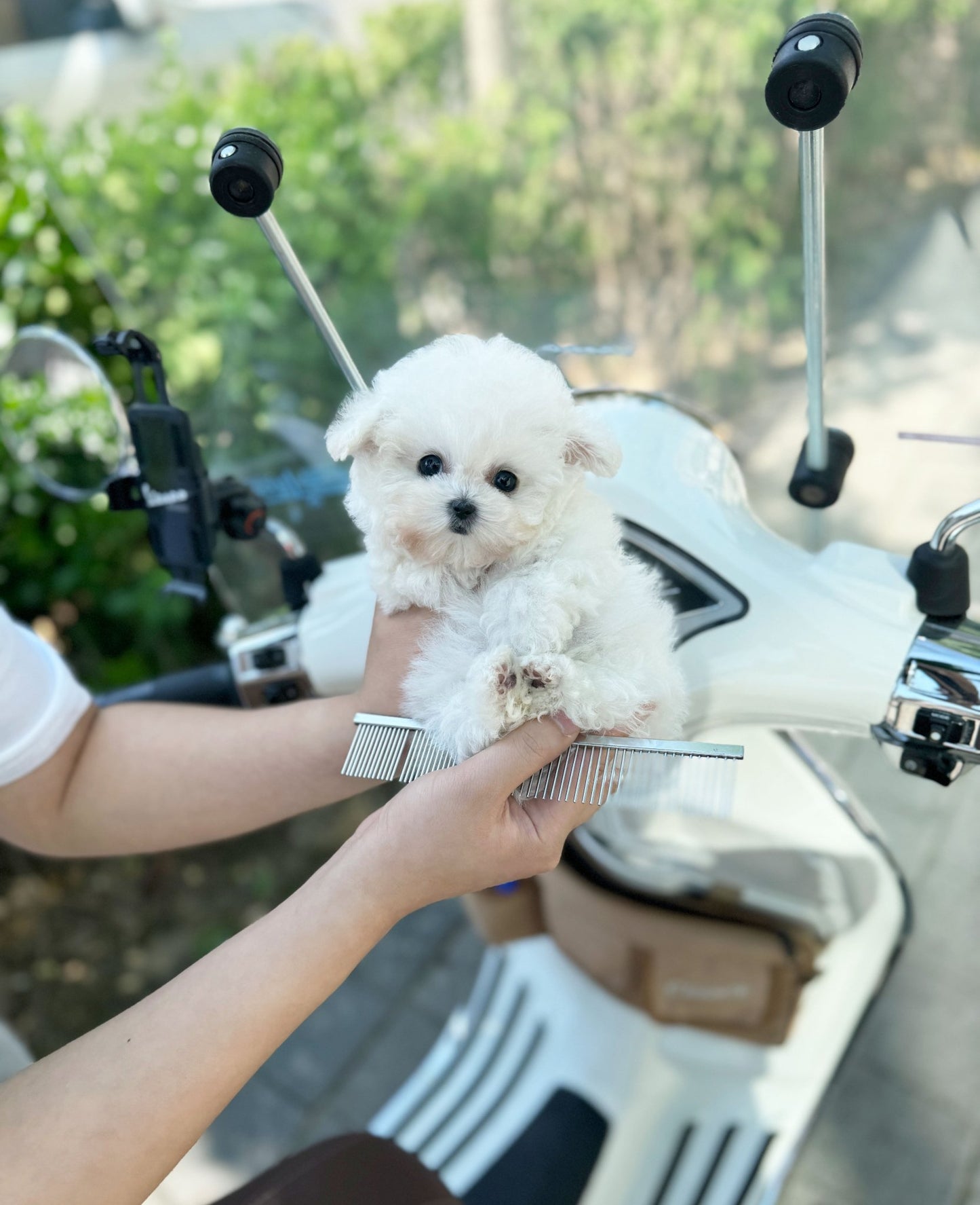 Mini Bichon Frise - Wally(Female) - Beautiful puppy teacup puppy with adorable features available for adoption from Velydog