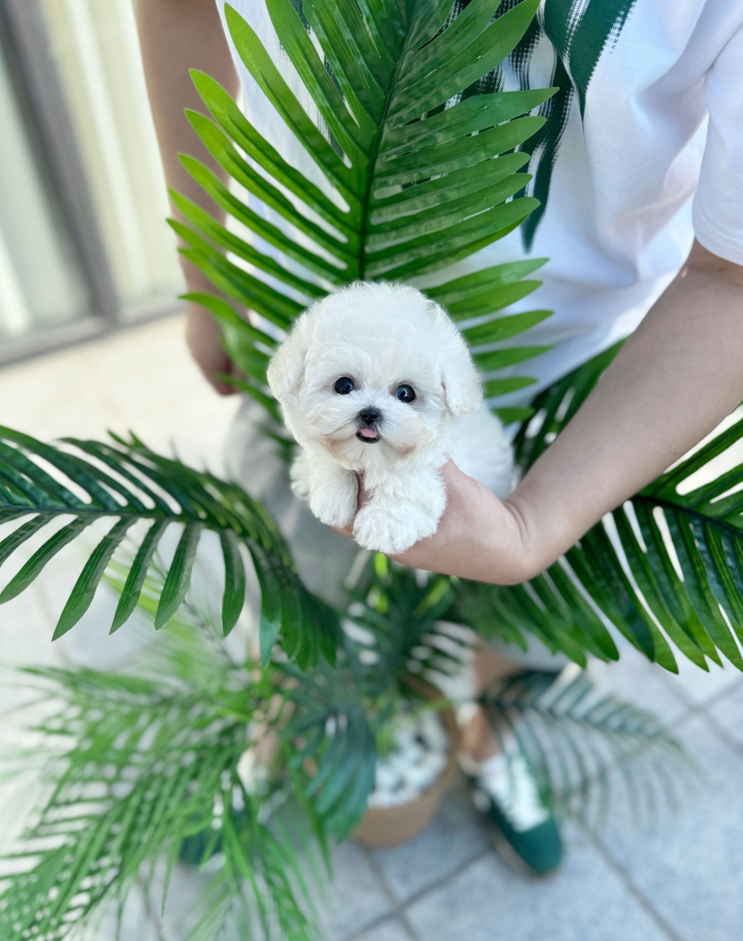 Mini Bichon Frise - Wally(Female) - Beautiful puppy teacup puppy with adorable features available for adoption from Velydog