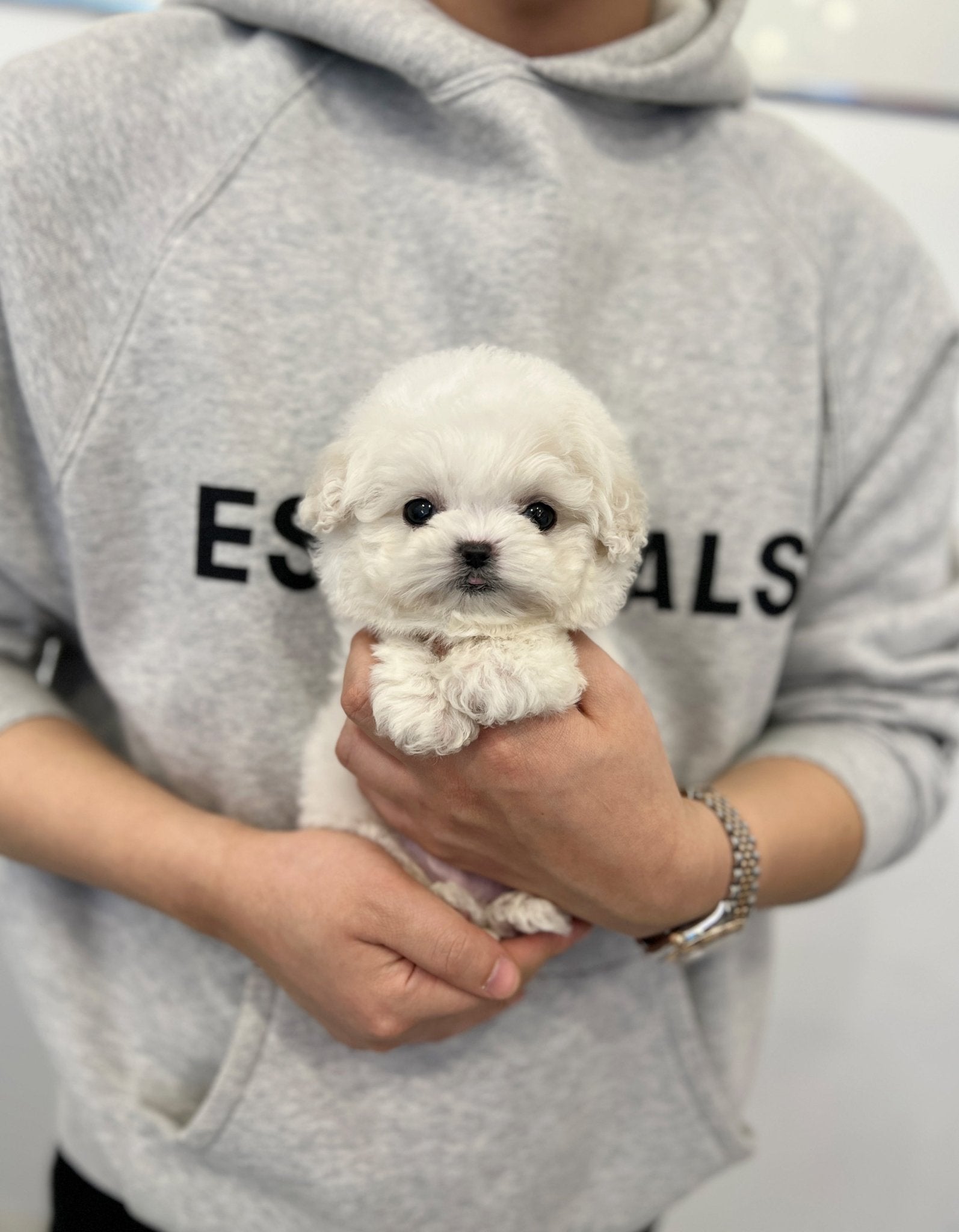 Mini Bichon Frise - Yoolmu(Female) - Beautiful puppy teacup puppy with adorable features available for adoption from Velydog