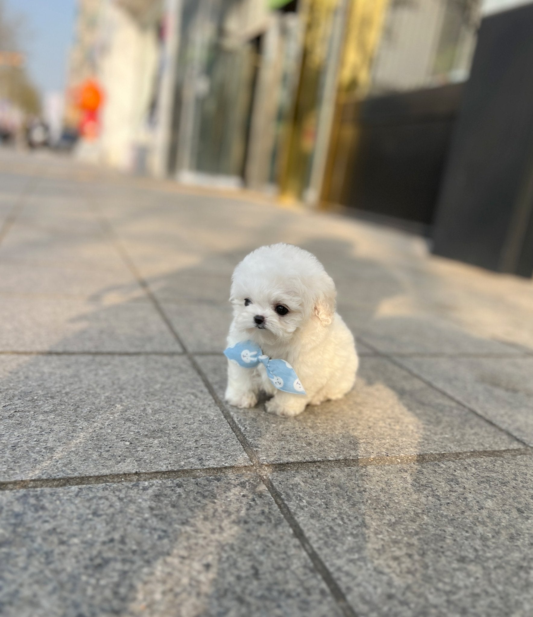 Mini Bichon Frise - Yoolmu(Female) - Beautiful puppy teacup puppy with adorable features available for adoption from Velydog