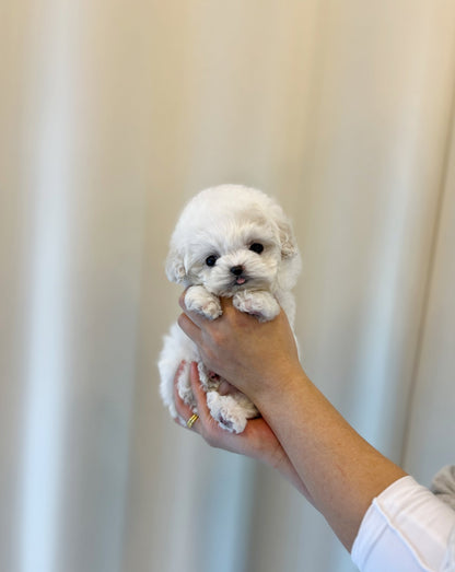 Mini Bichon Frise - Yoolmu(Female) - Beautiful puppy teacup puppy with adorable features available for adoption from Velydog