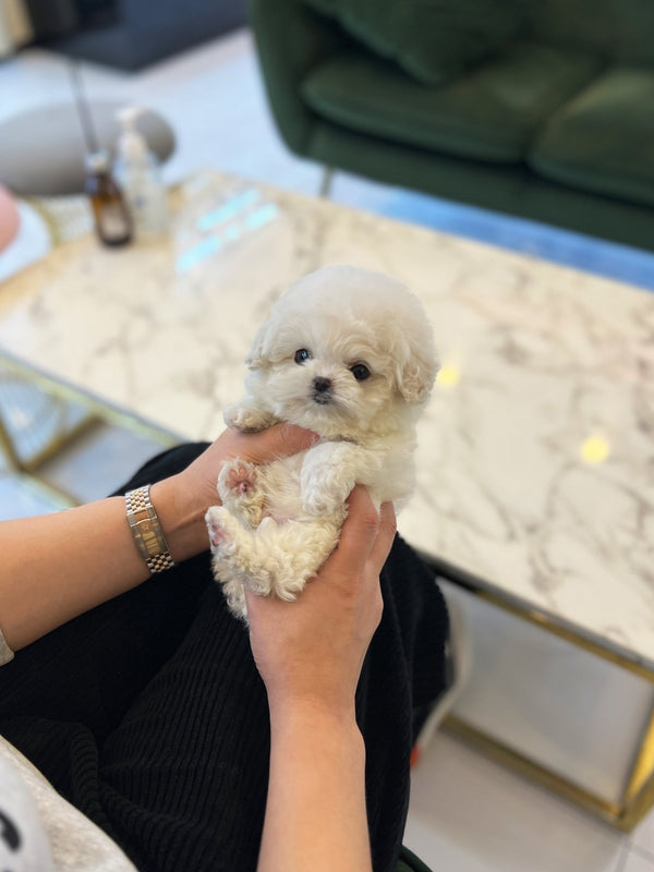 Mini Bichon Frise - Yoolmu(Female) - Beautiful puppy teacup puppy with adorable features available for adoption from Velydog