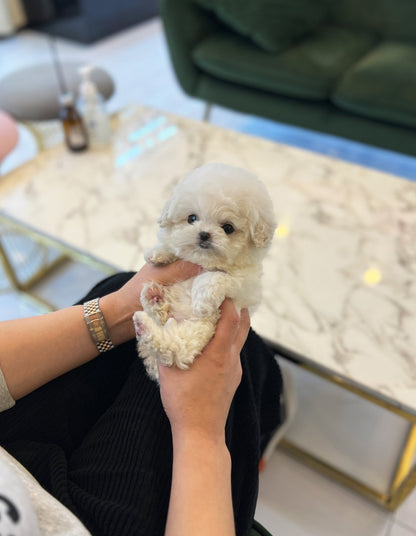 Mini Bichon Frise - Yoolmu(Female) - Beautiful puppy teacup puppy with adorable features available for adoption from Velydog