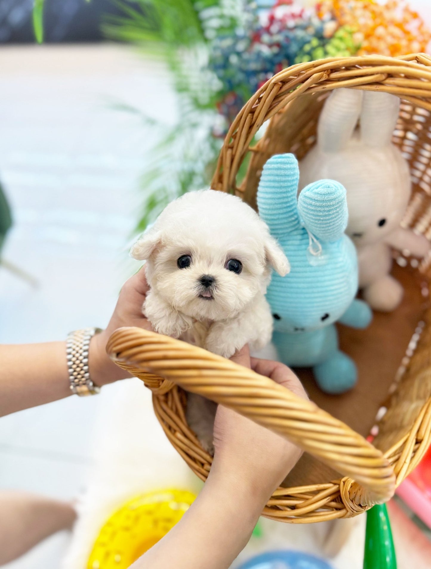 Mini Bichon Frise - Yulmu(Female) - Beautiful puppy teacup puppy with adorable features available for adoption from Velydog