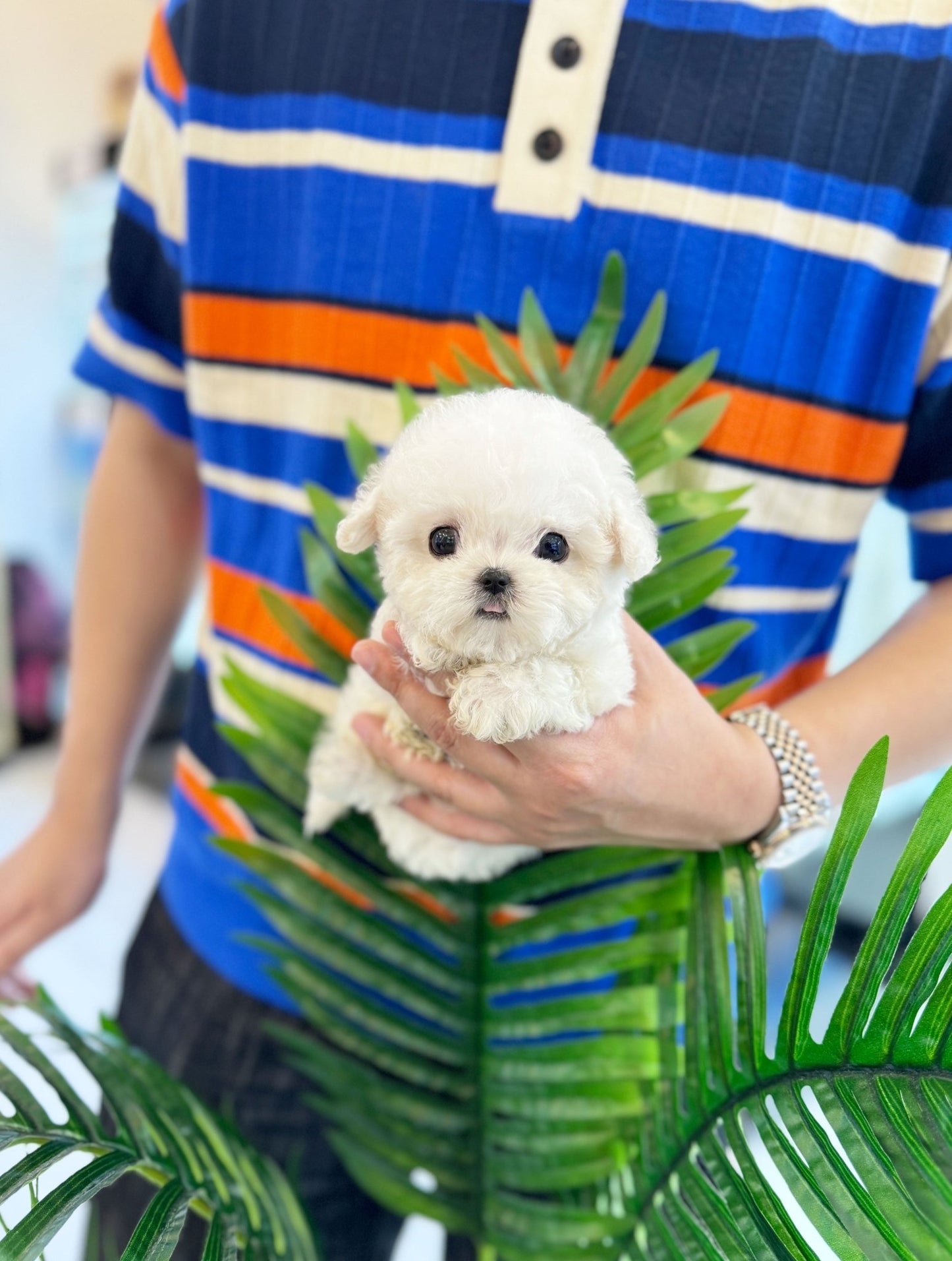 Mini Bichon Frise - Yulmu(Female) - Beautiful puppy teacup puppy with adorable features available for adoption from Velydog