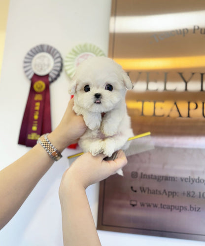 Mini Bichon Frise - Yulmu(Female) - Beautiful puppy teacup puppy with adorable features available for adoption from Velydog