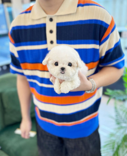 Mini Bichon Frise - Yulmu(Female) - Beautiful puppy teacup puppy with adorable features available for adoption from Velydog