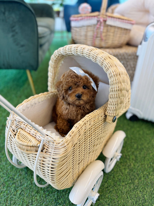 Mini Golden Doodle - Zio(Male) - Beautiful puppy teacup puppy with adorable features available for adoption from Velydog